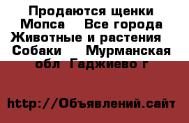 Продаются щенки Мопса. - Все города Животные и растения » Собаки   . Мурманская обл.,Гаджиево г.